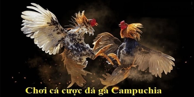 Tìm hiểu về luật chơi đá gà Campuchia